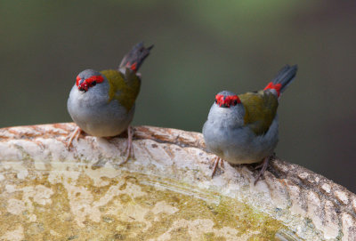 Red-browed Finch (Neochmia temporalis)