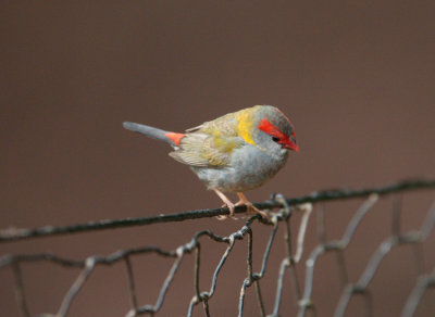 Red-browed Finch (Neochmia temporalis)