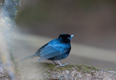 Common Shining Flycatcher (Myiagra alecto)