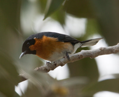 Spectacled Monarch (Monarcha trivirgatus)