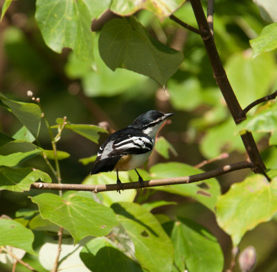 Varied Triller (Lalage leucomela)