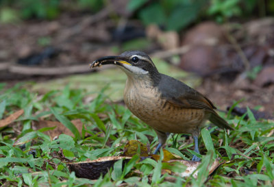 Victoria's Riflebird (Ptiloris victoriae)