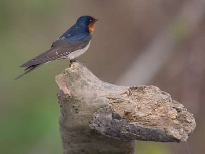 Welcome Swallow (Hirundo neoxena)