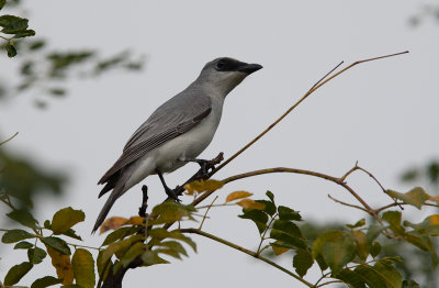 White-bellied Cuckoo-shrike (Coracina papuensis)