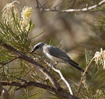 White-bellied Cuckoo-shrike (Coracina papuensis)