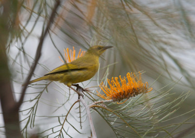 Yellow Honeyeater (Lichenostomus flavus)