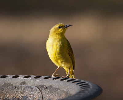 Yellow Honeyeater (Lichenostomus flavus)