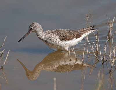 Greenshank (Tringa nebularia)