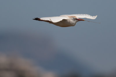 Cattle Egret (Bubulcus ibis)