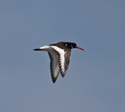 Oystercatcher (Haematopus ostralegus)