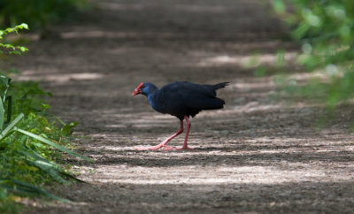 Purple Gallinule (Porphyrio porphyrio)