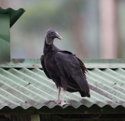 Black Vulture (Coragyps atratus)