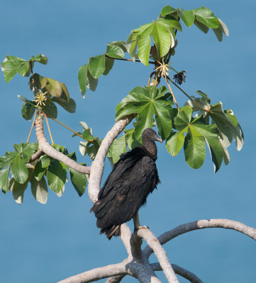 Black-Vulture (Coragyps atratus)
