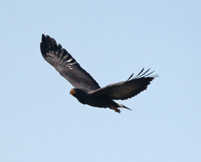 Common Black-Hawk (Buteogallus anthracinus)