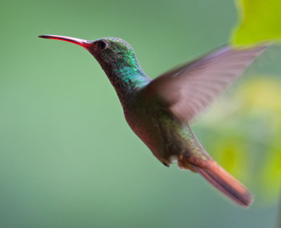 Rufous-Tailed Hummingbird (Amazilia tzacatl)