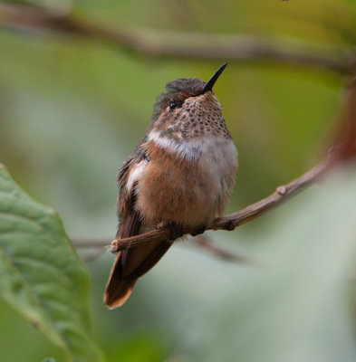 Scintillant Hummingbird (Selasphorus scintilla)