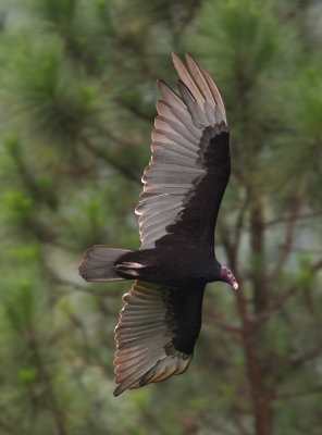 Turkey Vulture (Cathartes aura)