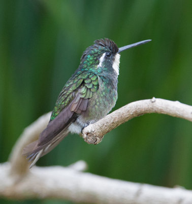 White-throated Mountain-gem (Lampornis hemileucus)