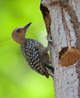 Hoffmann's Woodpecker (Melanerpes hoffmannii)