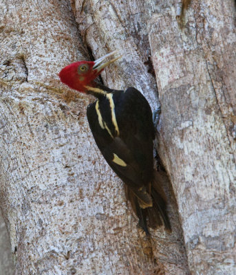 Pale-billed Woodpecker (Campephilus guatemalensis)