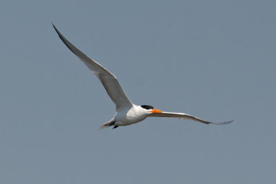 Royal Tern (Thalasseus maximus)