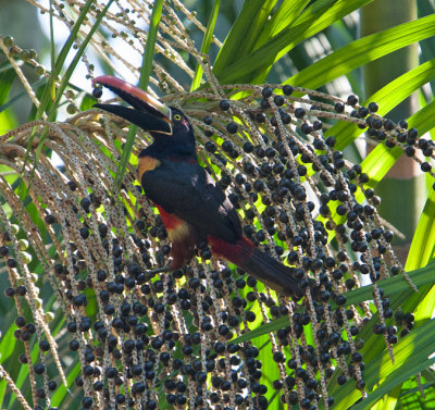 Fiery-billed Aracari (Pteroglossus frantzii)