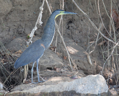 Bare-throated Tiger-Heron (Trgrisoma mexicanum)