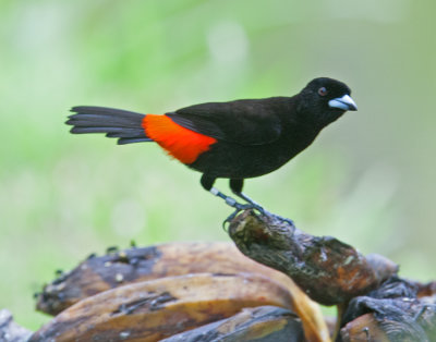 Cherrie's Tanager (ramphocelus costaiecensis)