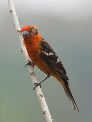 Flame-colored Tanager (Piranga bidentata)