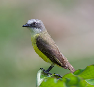 Gray-capped Flycatcher (Myiozetetes granadensis)