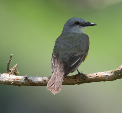 Tropical Kingbird /Tyrannus melancholicus)