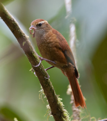 Ruddy Treerunner (Margarornis rubiginosus)