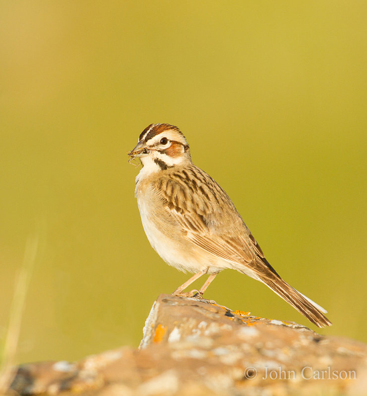 Lark Sparrow-9114.jpg