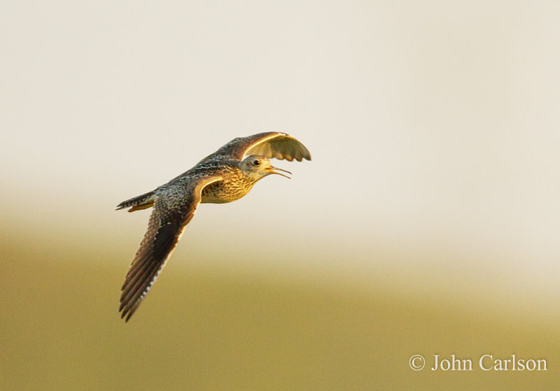 upland sandpiper-8798.jpg