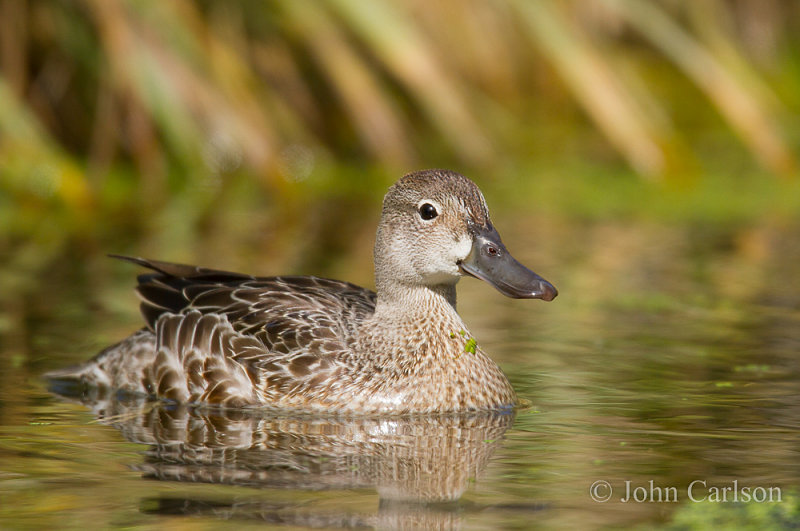 Blue-winged Teal-1962.jpg