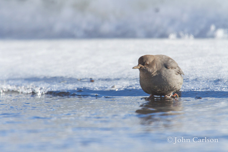 American Dipper-5151.jpg