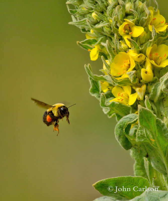 bumble bee-7846.jpg