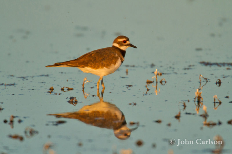 Killdeer-4660.jpg