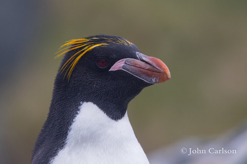 macaroni penguin-1634.jpg