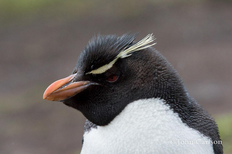 rockhopper-5296.jpg