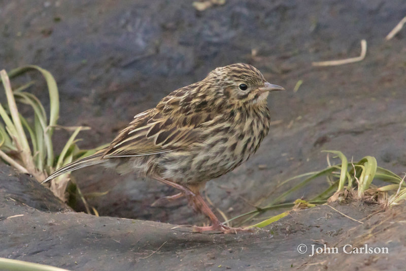 South Georgia pipit-9107.jpg