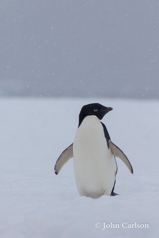 Adelie Penguin-3204.jpg