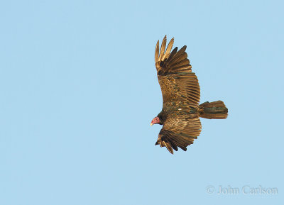 turkey vulture-9298.jpg
