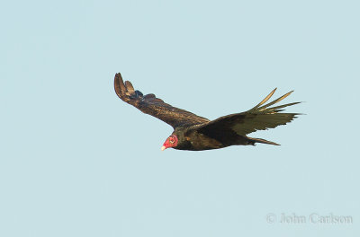 Turkey Vulture-9407.jpg