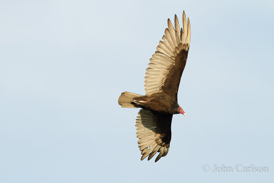 Turkey Vulture-9459.jpg