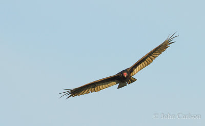 Turkey Vulture-9514.jpg