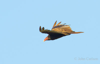 Turkey Vulture-9538.jpg