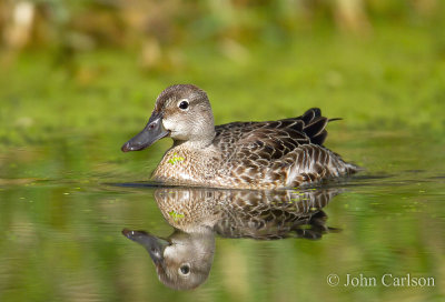 Blue-winged Teal-1942.jpg