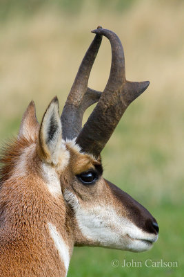 Pronghorn-2274.jpg