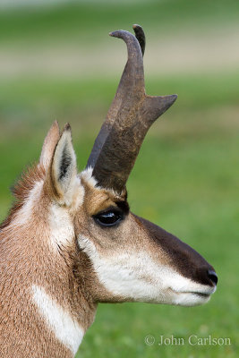 Pronghorn-2242.jpg